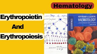 Erythropoiesis steps and erythropoietin Hematology Hoffbrand lecture 3 [upl. by Ker729]