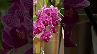 Phalaenopsis Jiahos Pink Girl  Fragrant 🩷🩷🩷phalaenopsis orchid orchids [upl. by Soloman]