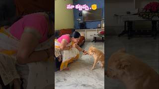 కుక్కలకు ఉన్న విశ్వాసం మనుషులకి ఉండదు doglover dogshorts dogshorts doglife trendingshorts [upl. by Atirihs]