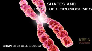 SHAPES AND NUMBER OF CHROMOSOMES  STRUCTURE OF CHROMOSOMES FUNCTIONS  CHAPTER 3 CELL BIOLOGY [upl. by Laktasic]