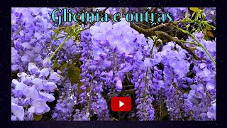 Florada da Glicínia  Youtube [upl. by Askwith]