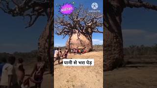 पानी से भरा हुआ पेड़  water store tree  tree [upl. by Htez706]