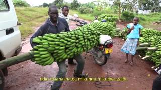 Innovation in banana cropping systems [upl. by Daryl]