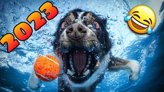 🤣 los Mejores Videos de Animales Graciosos del 2023 😹🐶 Videos de Perros y Gatos Chistosos NUEVOS [upl. by Aluk663]