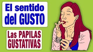 Sentido del Gusto IV  Las Papilas Gustativas [upl. by Ardekan]