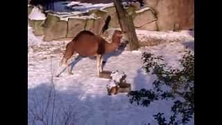 Dromedary Camel In The Snow  Zoo Antwerp [upl. by Neeliak406]