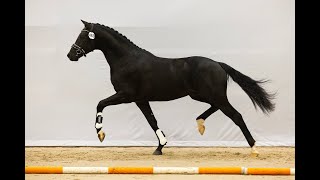 KWPN Hengstenkeuring 2023 RENOIR by Le Formidable [upl. by Aelgna]