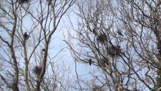 Rook  Corvus frugilegus  crows nests  Svartkrákur  Krákur  Fuglar [upl. by Emlyn87]