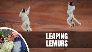 Dancing Sifaka in Berenty Reserve Madagascar [upl. by Hako501]