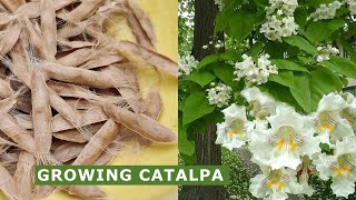 How to Grow Indian Bean Tree Catalpa at Home [upl. by Eelirrem]