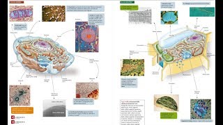 4Cellula Procariote ed Eucariote lezione di SINTESI degli organuli amp Teoria Endosimbiontica [upl. by Eniruam]