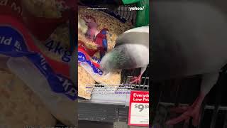 Peckish pigeons spotted feasting in animal aisle of Woolworths  shorts yahooaustralia [upl. by Dnana]