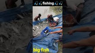 CARAZI Fish catch 🎣 🎣 Amazing fish🎣। Shorts 😀 big fish 🐟🐠🤤 [upl. by Tierza23]