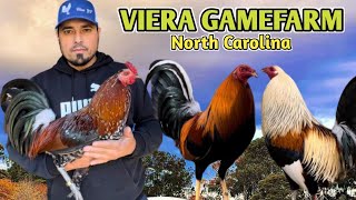 Viera Gamefarm North Carolina  Severo Viera [upl. by Lister]