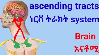 🛑ascending Tracts of Spinal Cord የህብለ ሰረሰር ትራክት ሲስተም spinal nervous system anatomy [upl. by Ramedlaw684]