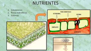 ABSORCIÓN FOLIAR DE NUTRIENTES [upl. by Ackley]