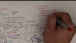 Part 4 Functional Brain Areas [upl. by Kiyoshi426]