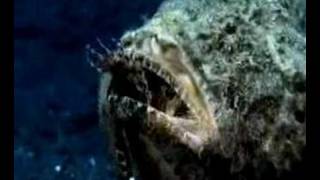 Humpback scorpionfish feeds on Lionfish [upl. by Luas]