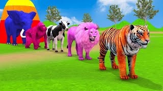 Long Slide Game With Elephant Gorilla Hippopotamus Tiger  3d Animal Game  Funny 3d Animals [upl. by Ikin]