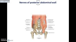 Overview of Abdomen 5  Muscles and Nerves of Posterior Abdominal Wall  Dr Ahmed Farid [upl. by Goldy]