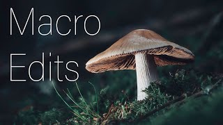 Macro focus stack and editing tutorial Photoshop and Lightroom ideas and tips [upl. by Berty]