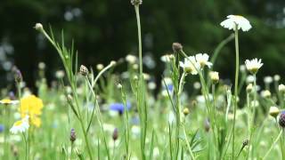 Hidcote Manor Garden Gloucestershire UK [upl. by Ttehc]