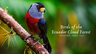 Birds of the Ecuador Cloud Forest [upl. by Polish]