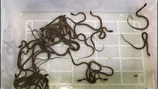 Newborn Baby Garter Snakes 2022 [upl. by Enylekcaj941]