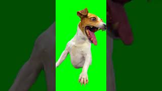 Green Screen Laughing Dog Meme Extended Sharp ColorRes [upl. by Yebloc]