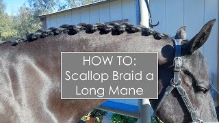 HOW TO Scallop Braid a Long Mane [upl. by Manon]