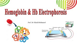 Hemoglobin amp Hb Electrophoresis [upl. by Bradwell]