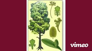 10 PLANTS You Never Knew Were EXTINCT [upl. by Ainival]