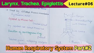 Epiglottis Larynx Trachea Anatomy And Physiology  Structure Vocal Cord Functions [upl. by Barbabas]