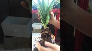 Repotting And Dividing Aloe Vera Plant Part 1 [upl. by Eanat]