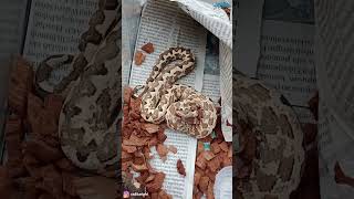 Kasih makan ular Candoia paulsoni tasmai pakai tikus supaya cepet GEDEEE  🐍🐁 shorts shortsvideo [upl. by Nomar]