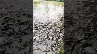 Fishery reels travel village fishing farming fishfarming beautiful [upl. by Koran155]