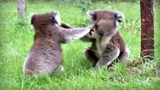 Koalas fighting and making funny noises [upl. by Diogenes]