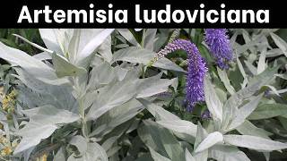 Artemisia ludoviciana  Introduction amp Growing Info [upl. by Blumenthal464]