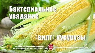 Бактериальное увядание вилт кукурузы [upl. by Eugaet]