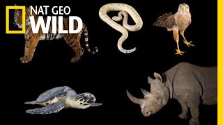 Meet Some of the Worlds Most Endangered Animals  Nat Geo Wild [upl. by Ong286]