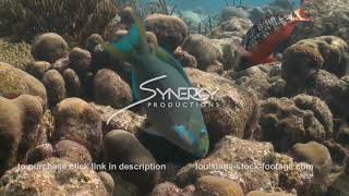 2389 parrotfish cleaning coral reef [upl. by Dannel]