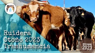 TRASHUMANCIA 2023 🐂 Por el PARQUE NATURAL de las LAGUNAS de RUIDERA 🐄 [upl. by Marquez]