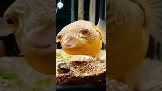 The giate puffer fish eats shellfish [upl. by Laiceps]