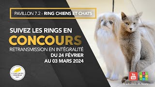 Ring Chiens et Chats 25022024 [upl. by Berglund]