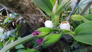 Cattleya Orchid Starting to Bloom  First Bloom [upl. by Jacquelynn538]