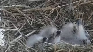 West End Eagles Now there are three eaglets  exploreorg 03122024 [upl. by Amann]