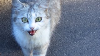 Cats hissing at me and meowing [upl. by Aihsenek820]