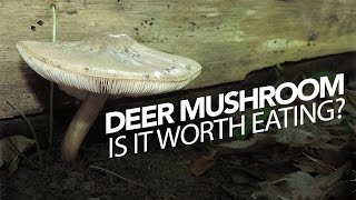 Deer Mushroom — Edible But Is It Worth Eating [upl. by Gyatt]