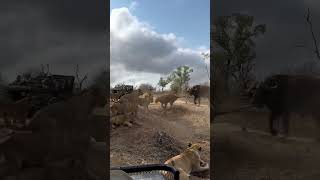 Some more MalaMala Madness 🤠The Kambula pride catch a buffalo then successfully fend off the herd [upl. by Enirak]