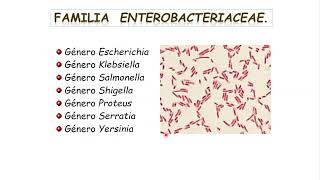 Morfología y nomenclatura bacteriana  Microbiología [upl. by Munafo105]